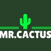 Mr. Cactus