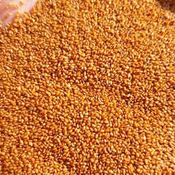 خاکشیر  زرین همدان کد101  (عمده فروشی)
  (ارسال با باربری و هزینه ارسال پس کرایه با مشتری)