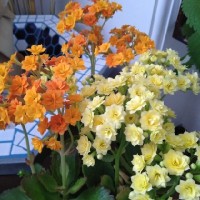 سمانه سادات  نصراللهی زاده