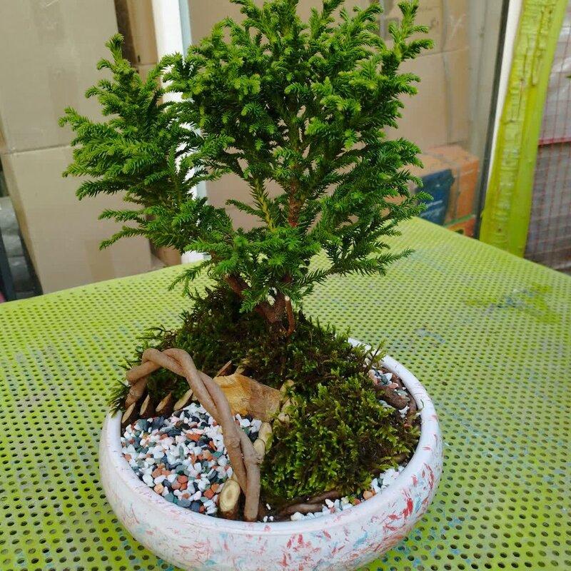 بونسای کریپ درختی(یه گونه دیگه از  سروهای ژاپنی)