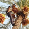 ثریا فرهادی راد