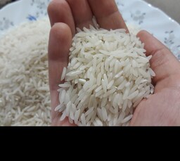 برنج طارم هاشمی کشت دوم شالی مان خوش قد و خوش طعم و در بسته 10 کیلویی