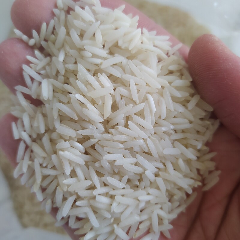 برنج شیرودی