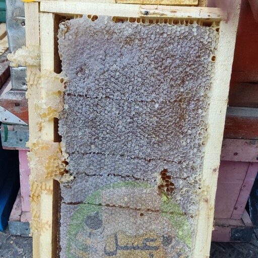 عسل مومدار  1500 گرمی در قاب کریستال