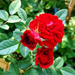 گل رز رونده هلندی ساناز قرمز با ارتفاع حدود 90 سنتی متر