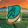 برنج علی ناظران