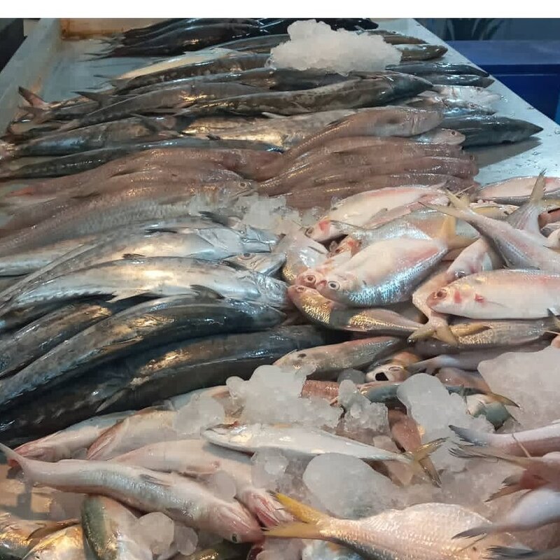 تازگی ماهی ومیگوی  بوشهررا باما تجربه کنیدفروش ماهی  ومیگوی تازه پاک شده با بسته بندی بهداشتی وکیوم  ارسال به سراسرکشور