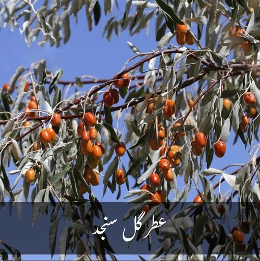 عطر سنجد طبیعی و خالص با خواص آرام بخش غرفه آنلاین شاپ ارزان فروش در مشهد