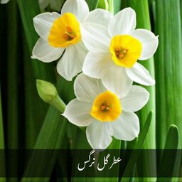 عطر گل نرگس طبیعی و خالص با خواص آرام بخش و ... غرفه آنلاین شاپ ارزان فروش در مشهد
