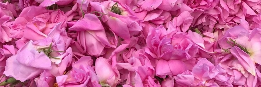 عرقیجات سینا