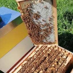 عسل مومی کوهستان.طبیعی و خوش طعم
