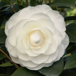 درخچه گل کاملیا سفید