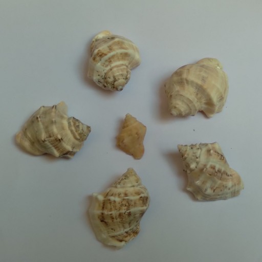 پک صدف دریایی خلیج فارس صدف پیچ در پیچ رنگ سفید شیری