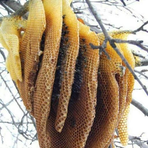 عسل وحشی شاخه ای 2کیلویی شهد(عسل فروشی خزر)