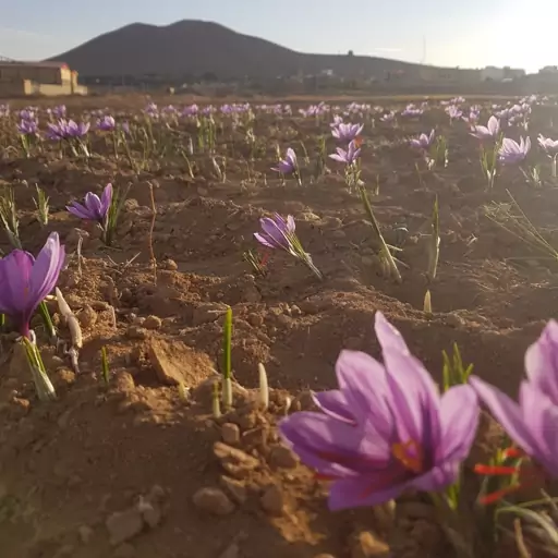 بذر پیاز زعفران کشت در گلدان باغچه زمین کشاورزی(50 عدد)