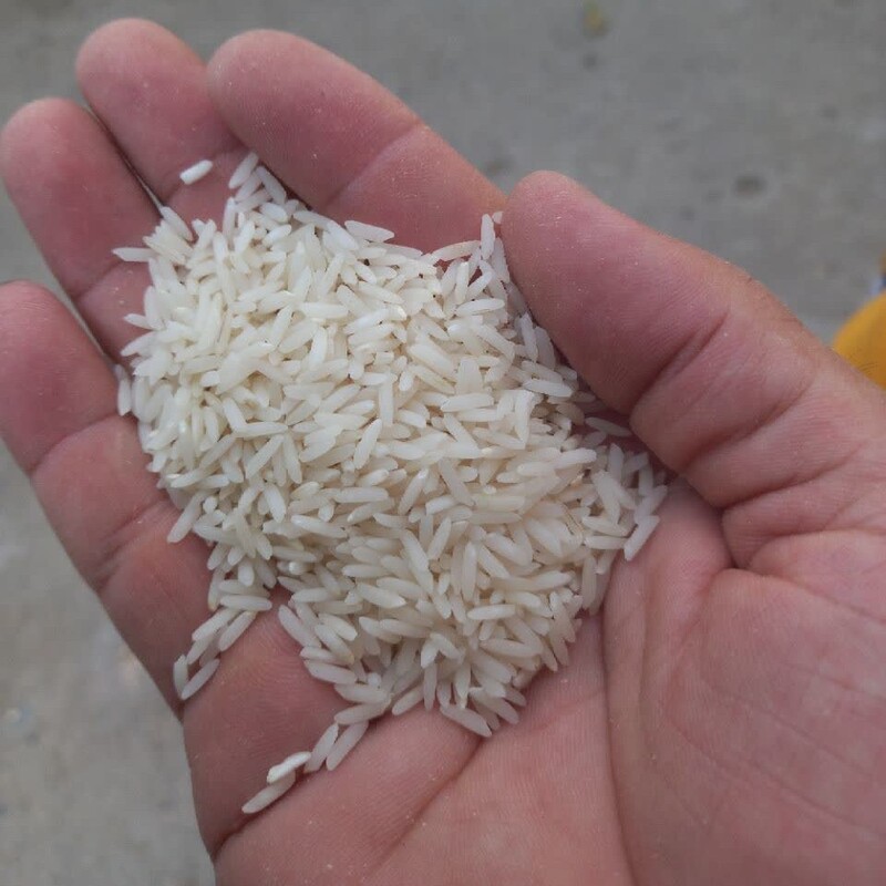 برنج خوش عطر و طعم طارم هاشمی فرد اعلا مزارع سیاه دشت محمودآباد 50 کیلویی