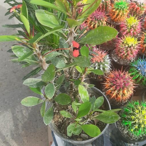 گیاه آپارتمانی مرجان( گل قرمز )گلدان 14 (هزینه ارسال با مشتری )