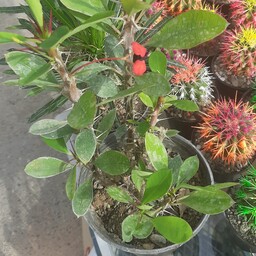 گیاه آپارتمانی مرجان( گل قرمز )گلدان 14 (هزینه ارسال با مشتری )