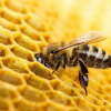 محصولات سلامتی زنبور