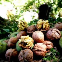 طلای سبز تویسرکان