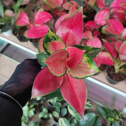 آگلونما قرمز ، گیاه آپارتمانی نور دوست و رنگی سایز کوچک 