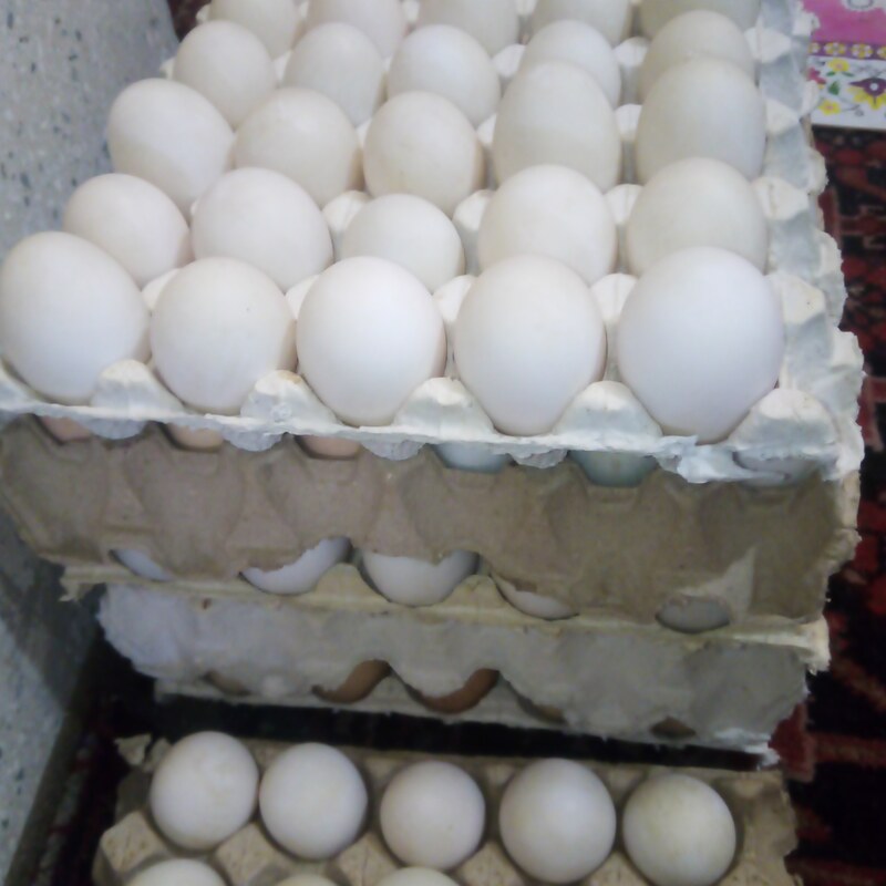 تخم اردک (بدون بو ) ارگانیک 60 عددی