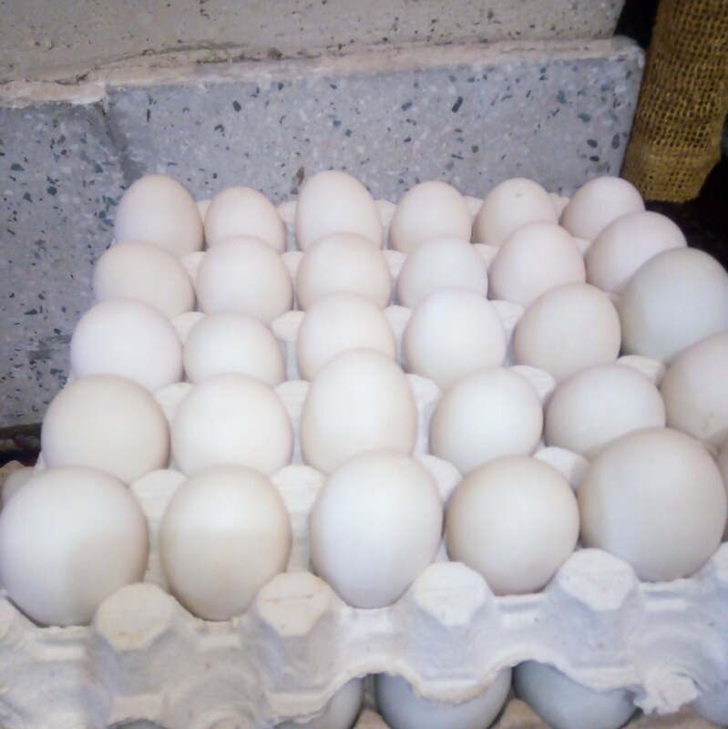 تخم اردک (بدون بو ) ارگانیک 60 عددی