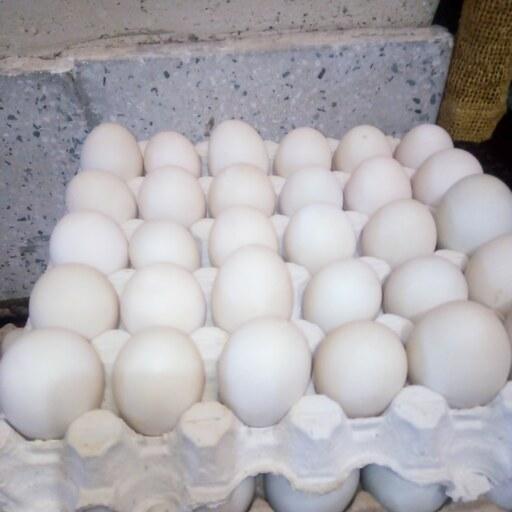تخم اردک ارگانیک (بدون بو )حداقل سفارش 30عدد
