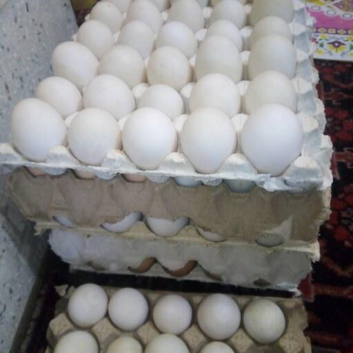 تخم اردک ارگانیک (بدون بو )حداقل سفارش 30عدد