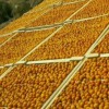 خشکبار مهدی
