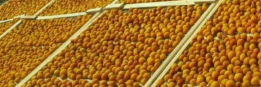 خشکبار مهدی