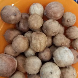 لیمو عمانی