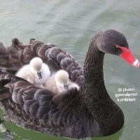 عطاری  سینا