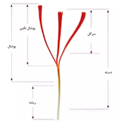 بهترین زعفران سرگل درجه یک خراسان جنوبی تضمین اصالت و کیفیت و رضایت مشتری بسته 4.6گرمی(یک مثقال) 