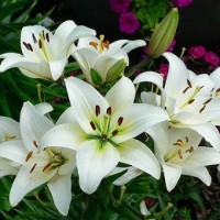 ادمین گالری سوسن