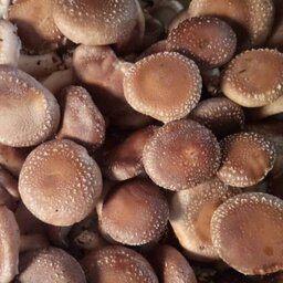 قارچ شیتاکه تازه   (2kg)   تولید ایران  بذر ژاپنی ماندگاری 15 روز 