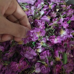 گل محمدی خشک شده دارای عطر و رنگ عالی محصول 1402 بسته 50گرمی 