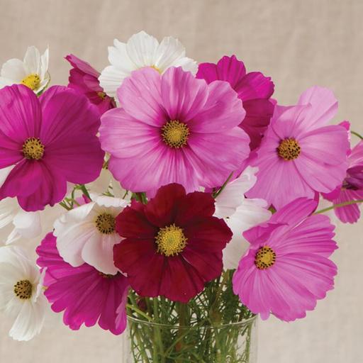 بذر گل ستاره ای پاکوتاه گلدانی رنگارنگ ایتالیایی بسته 50 عددی