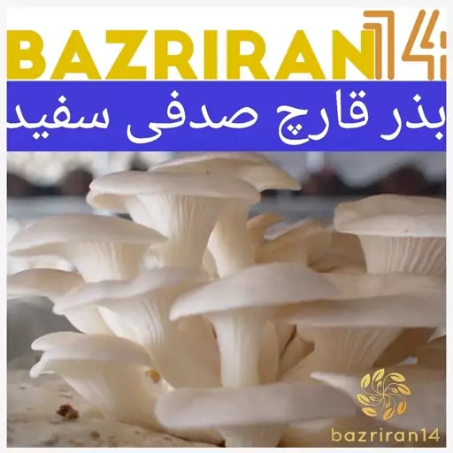 بذر قارچ صدفی به همراه آموزش رایگان یک کیلو