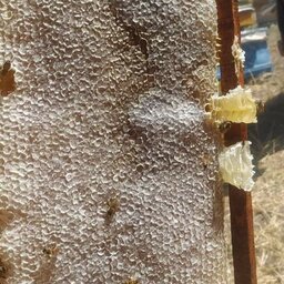 عسل چهل گیاه طبیعی  اردبیل نیم کیلویی - ویژه   ( زیر  یک درصد ساکارز - بیش از  99 درصد طبیعی )