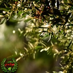 برگ زیتون تازه درخت زیتون روغنی خشک نشده (300گرمی)