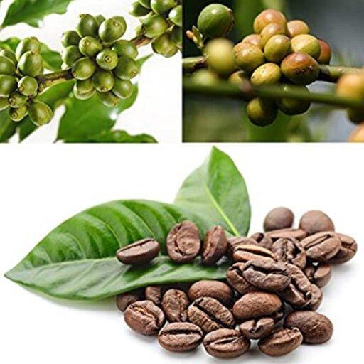 بذر قهوه عربی 3عدد