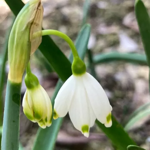 پیاز گل نرگس برفی هلندی معطر 3عددی( Galanthus woronowii) 