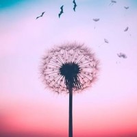 شاهبازان
