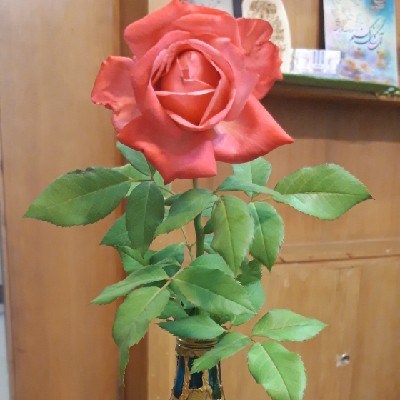 گالری می سا
