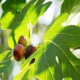 برگ انجیر 