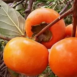 نهال خرمالو گوجه ای بومی اصفهان پیوندی 