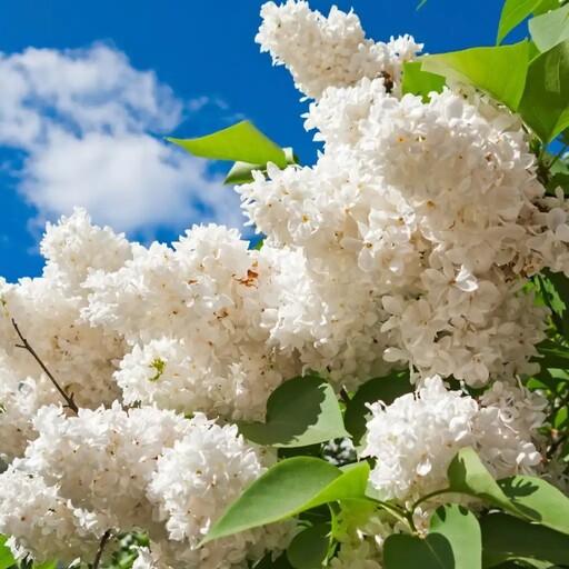 گل یاس درختی سفید معطر پیوندی 