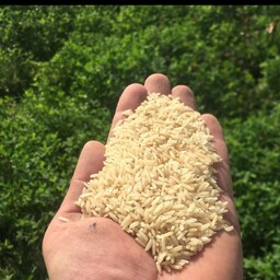 برنج دودی (هیزمی) سنتی 5 کیلوگرمی دودی شده با هیزم تضمینی