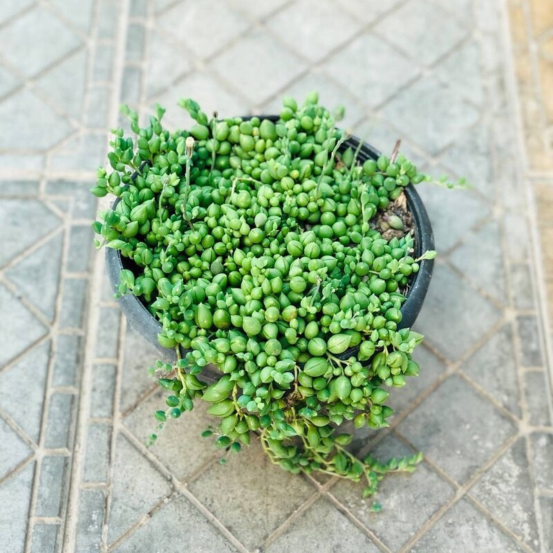 گیاه ساکولنت غوره ای رونده سایز آویز هزینه ارسال بصورت پس کرایه با مشتری 